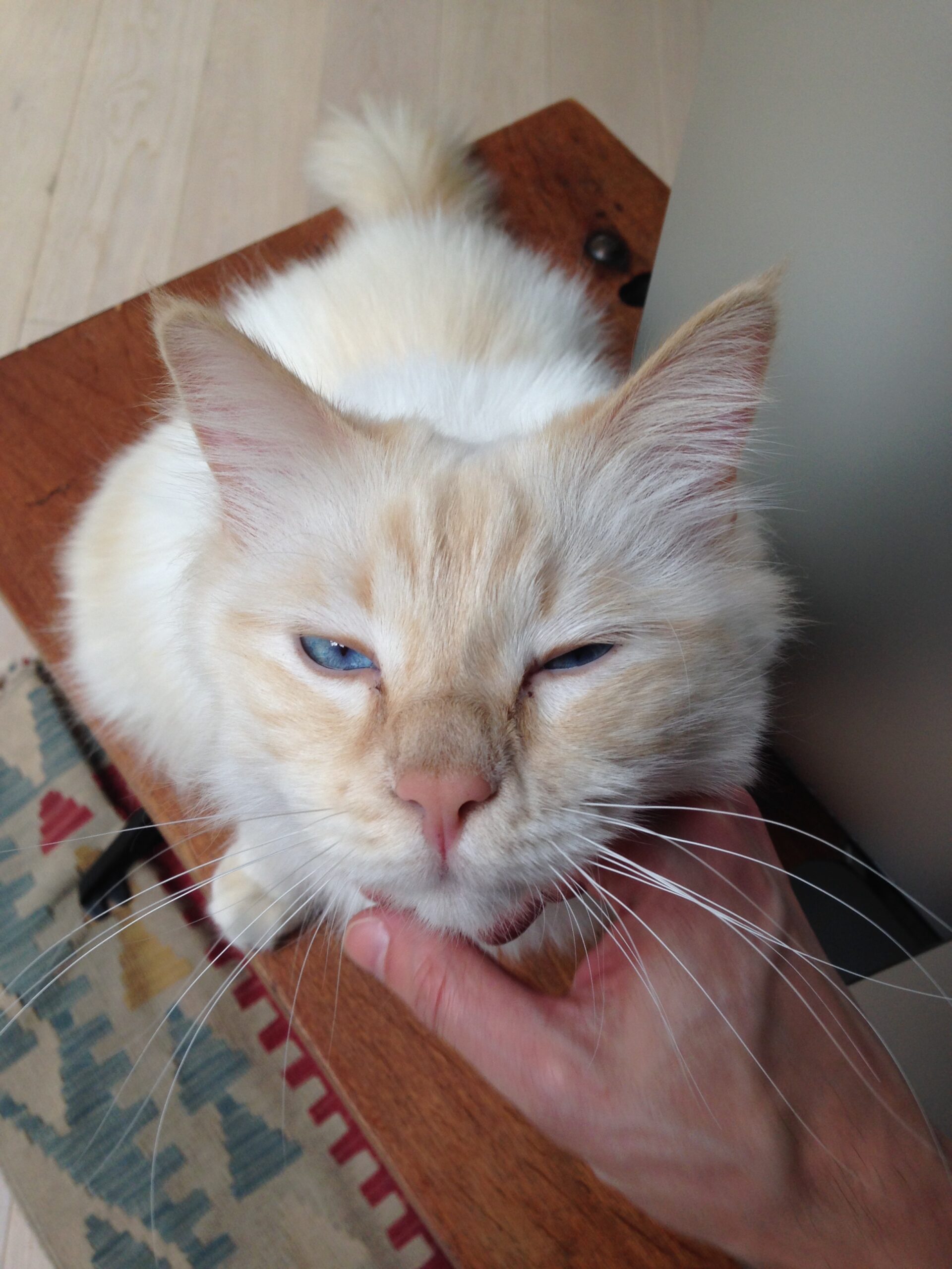 A close-up photograph of a white cat with blue eyes during the production.