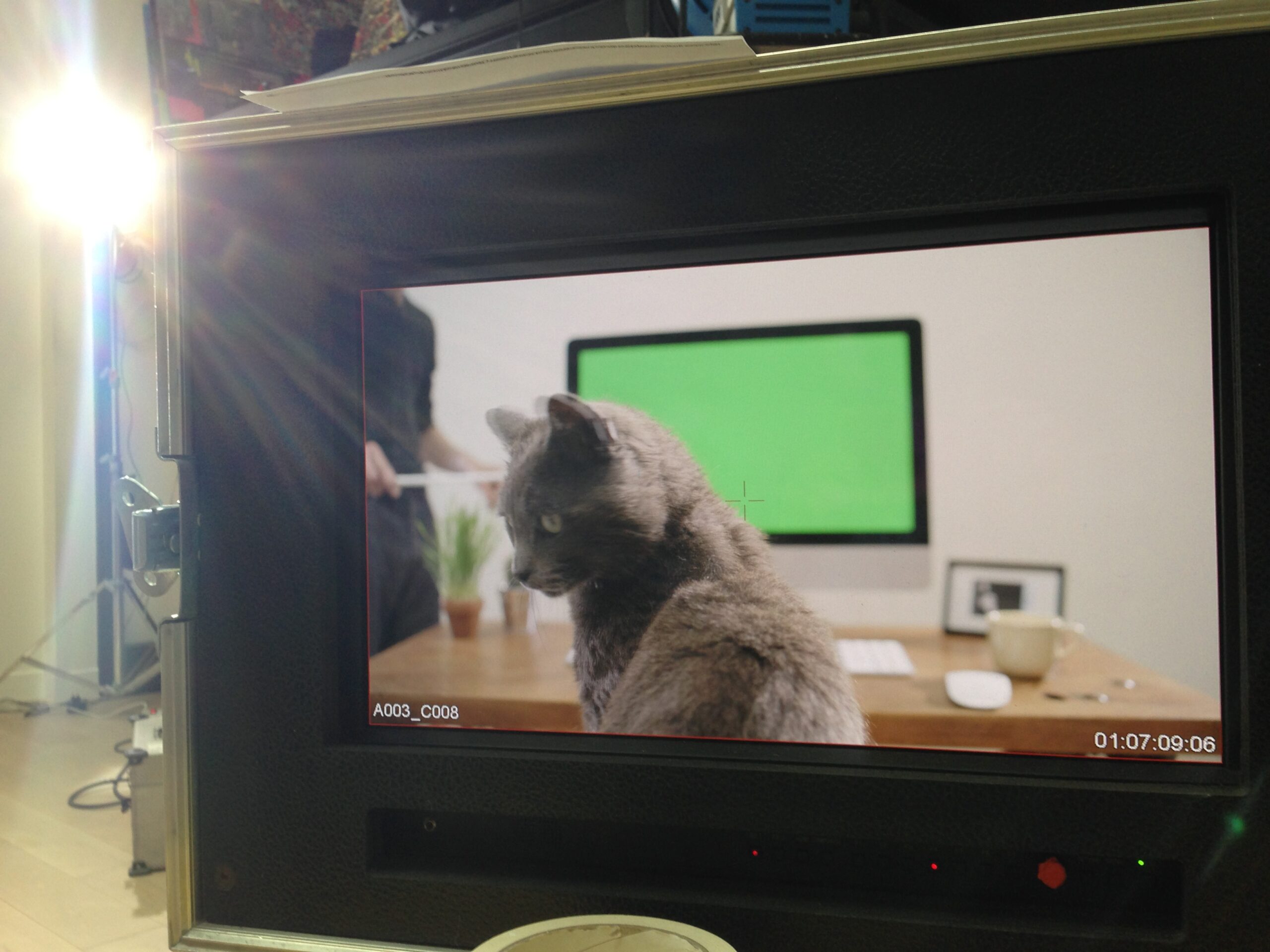 A production monitor shows the grey cat in front of an iMac with a green screen.