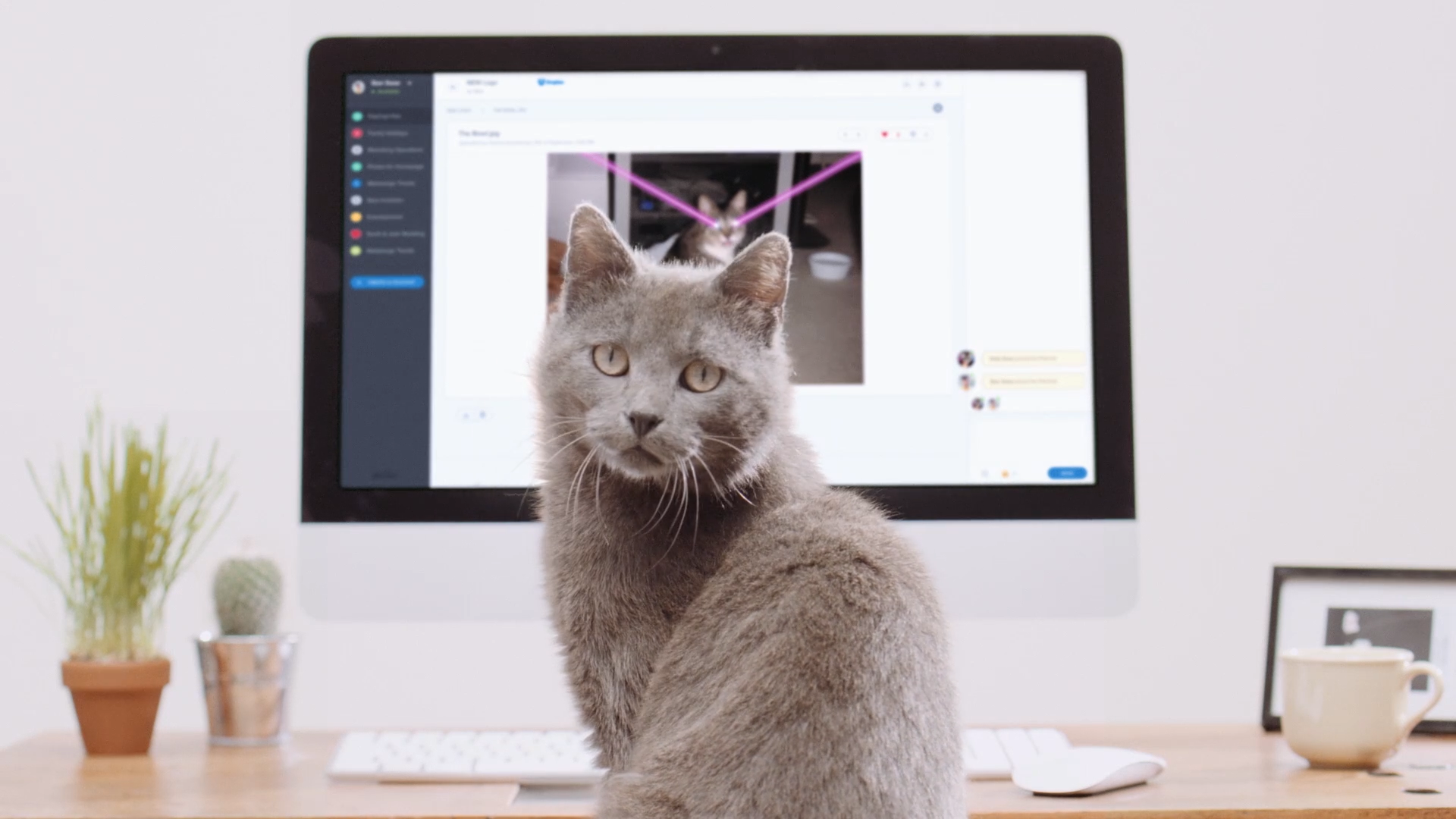 A grey cat turns towards the camera in front of an iMac displaying FileChat.